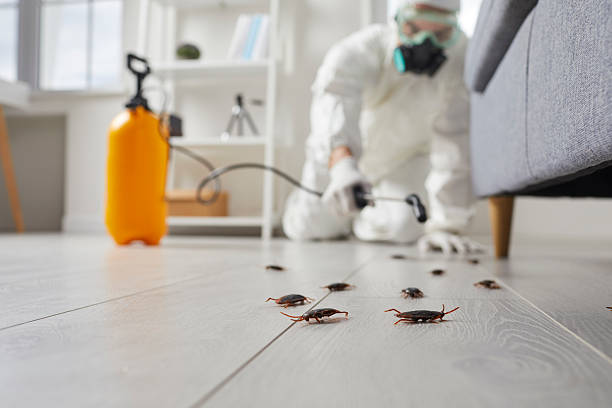 Post-Treatment Bed Bug Interceptor Monitoring in Weaver